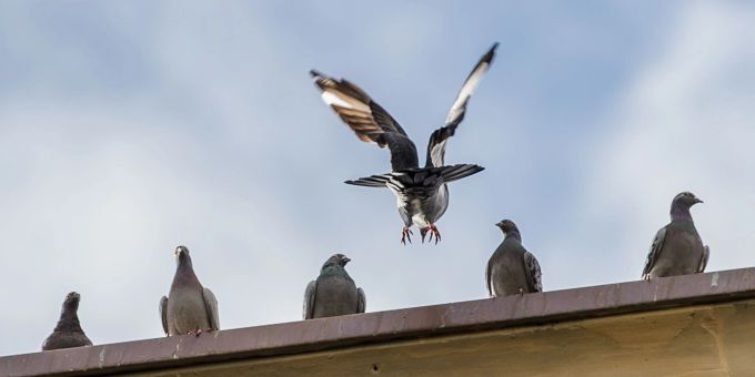 Basler Regierung will Taubenbestand minimieren und stellt Gegenvorschlag zur Tauben-Initiative vor. tauben