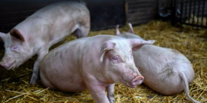 Schweine auf einem Biohof Schweine auf einem Biohof