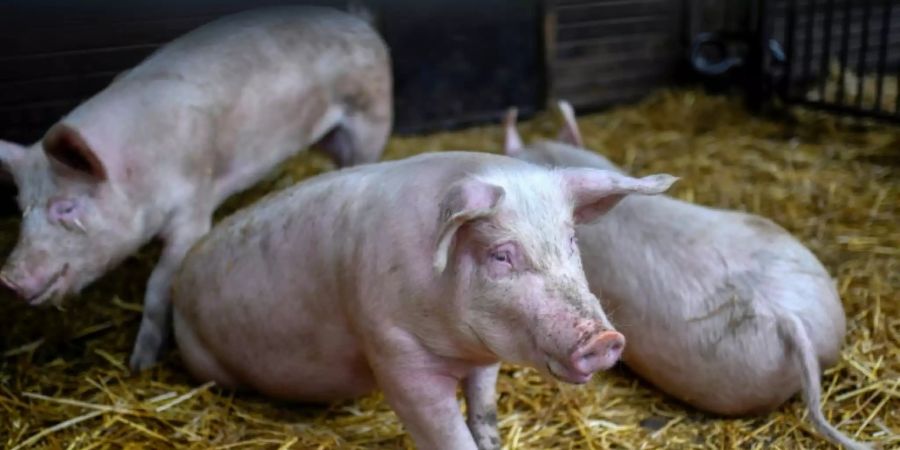 Schweine auf einem Biohof