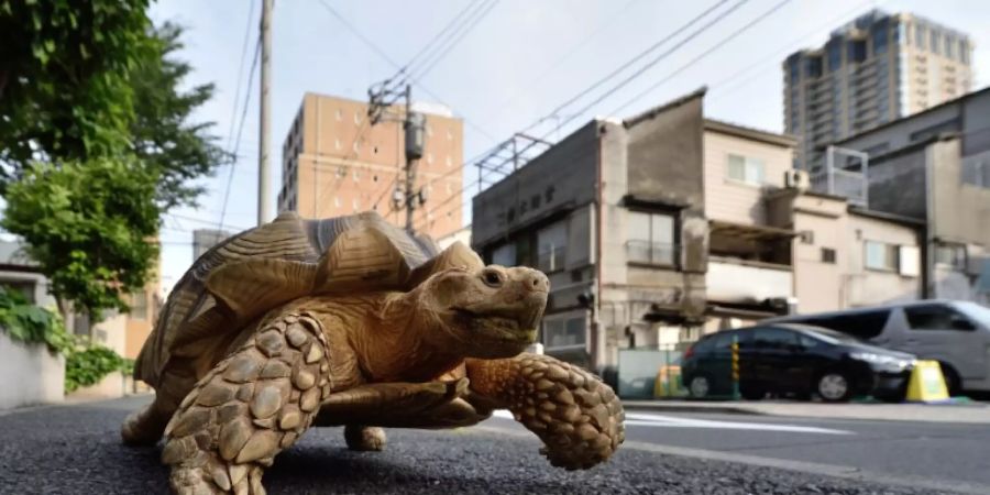 Braucht die Schildkröte Freigang?