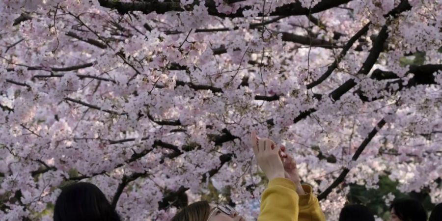 Kirschblütenfeste in Tokio und Osaka abgesagt