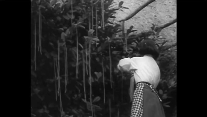 BBC zeigte in einem Schwarz-Weiss-Film Frauen bei der Spaghetti-Ernte. flying penguins