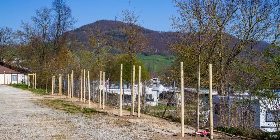 Baumpflanzungen in Frick
