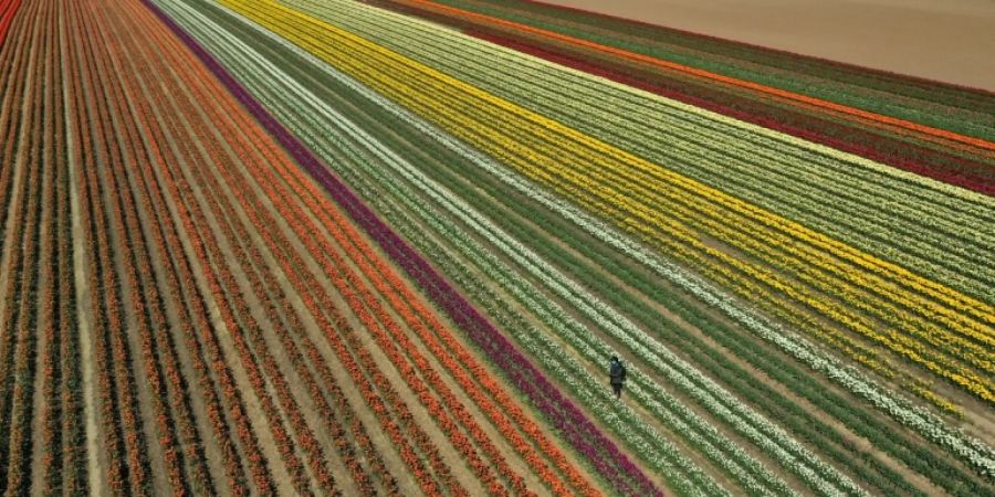 Tulpenfeld nahe Grevenbroich