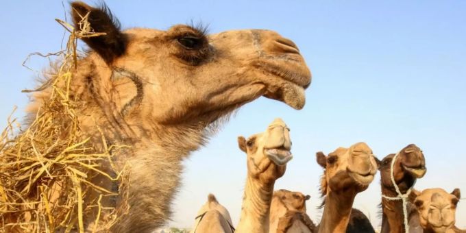 In Madrid sind acht Zirkus-Kamele und ein Lama aus einem Zirkus ausgebüxt. Zirkus