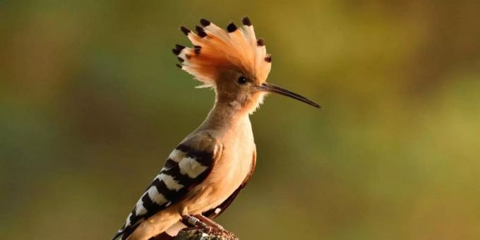 Ein Wiedehopf sitzt auf einem Baumstumpf. Der Wiedehopf ist der «Vogel des Jahres» 2022. Foto: Torsten Beuster/dpa