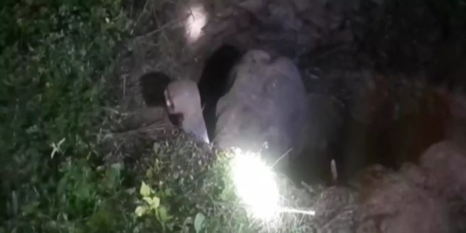 Ein Elefant ist in Indien in einen Graben gefallen. elefant