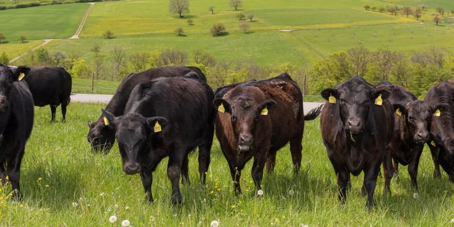Black Angus Rinder auf einer Weide in Oltingen, im Hintergrund die Gemeinde Oltingen.
