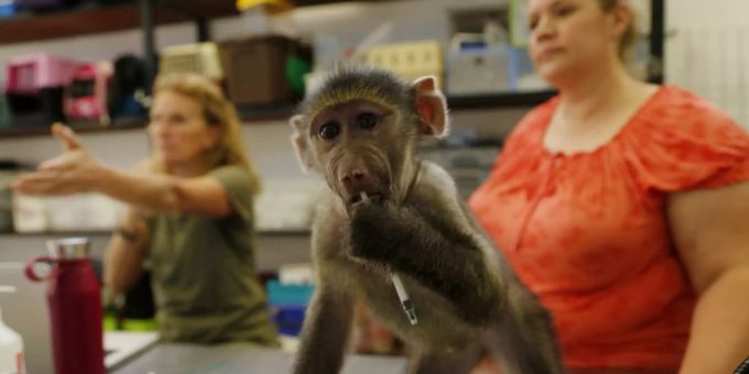 Künftig gelten in Spanien auch Tiere wie Affen als «empfindungsfähige Lebewesen». Das hat das Parlament am Sonntag entschlossen. Tierschutz