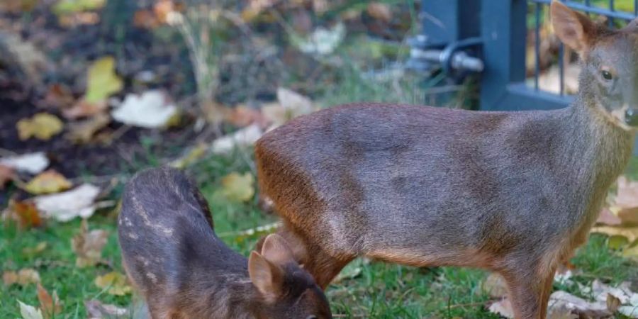 Pudu "Dulce" steht neben seiner seiner Muter "Auryn" (r) in einem Gehege im Kölner Zoo. Foto: Henning Kaiser/dpa