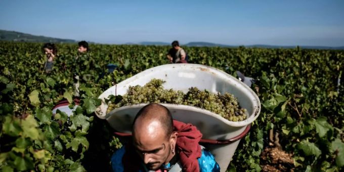 Weinernte Weinernte