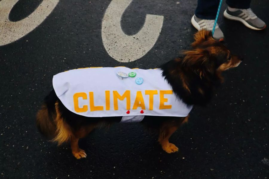 Die Vierbeiner solidarisieren sich offenbar mit dem Klimastreik.