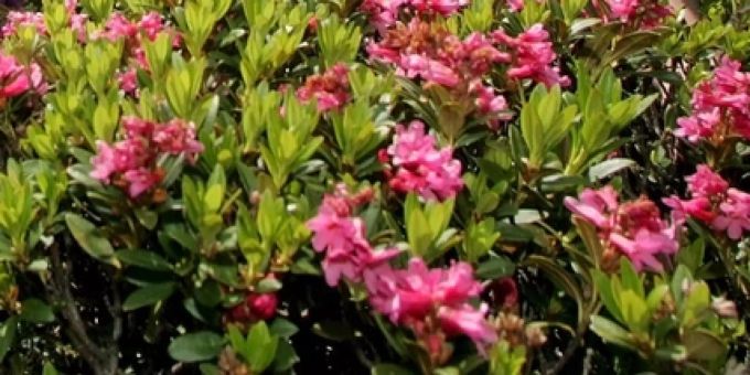 Die Rostblättrige Alpenrose. Rostblättrige Alpenrose