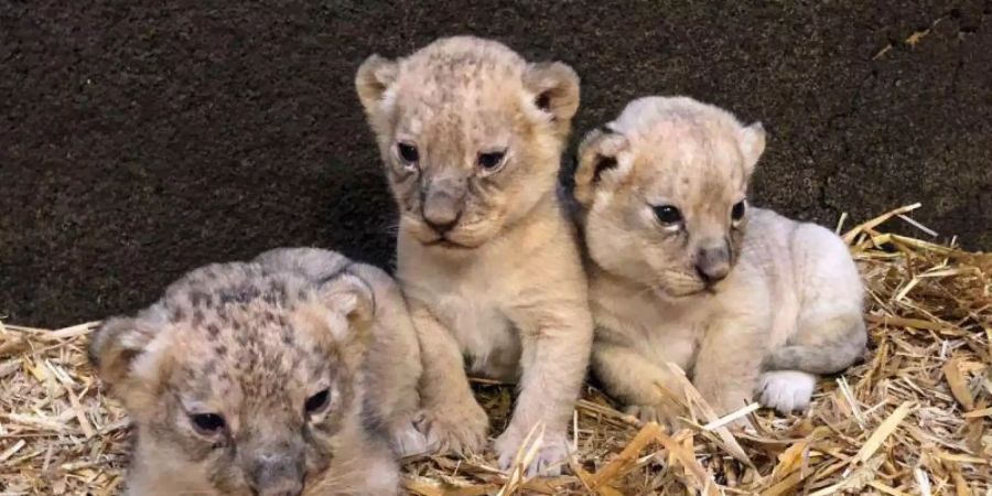 Goldig: Jamila, Kumani und Malaika (Archivbild). Foto: Zoom Erlebniswelt Gelsenkirchen/dpa