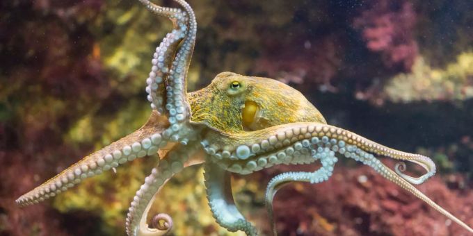 In Frankreich werden aktuell sehr viele Kraken gefangen. kraken oktopus