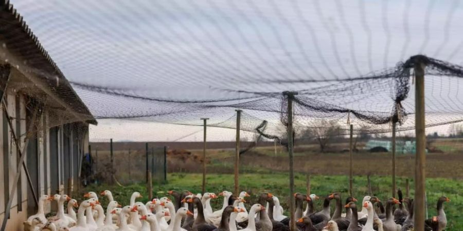 Auf dem Hof von Gilbert Schmitt werden Enten und Gänse gezüchtet, die Spezialität seines Betriebes ist Foie Gras, also Enten- und Gänsestopfleber, beziehungsweise Fettleber. Foto: Philipp von Ditfurth/dpa