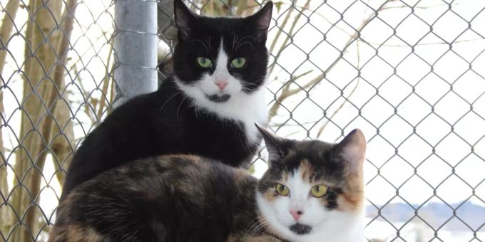 Die Katzengeschwister Kipply und Floppy brauchen viel Auslauf und einen warmen Schlafplatz. Kipply und Floppy