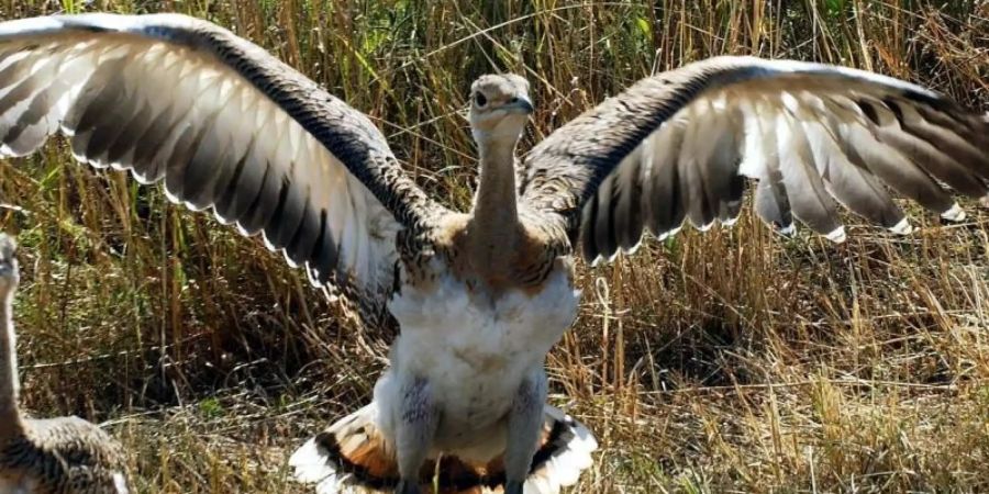 Der auch als «Märkischer Strauss» bekannte Vogel gehört mit bis zu 17 Kilo zu den schwersten flugfähigen Vögeln der Welt. Foto: Thomas Schulze/dpa-Zentralbild/dpa