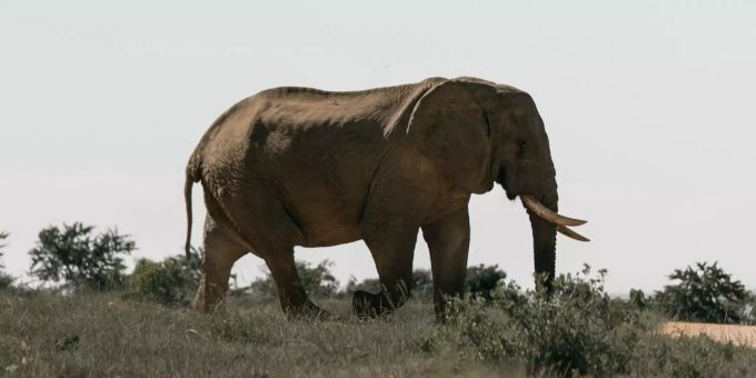 Ein Elefant läuft durch die Landschaft. (Symbolbild) Elefant