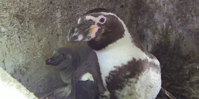 baby pinguine zoo zürich