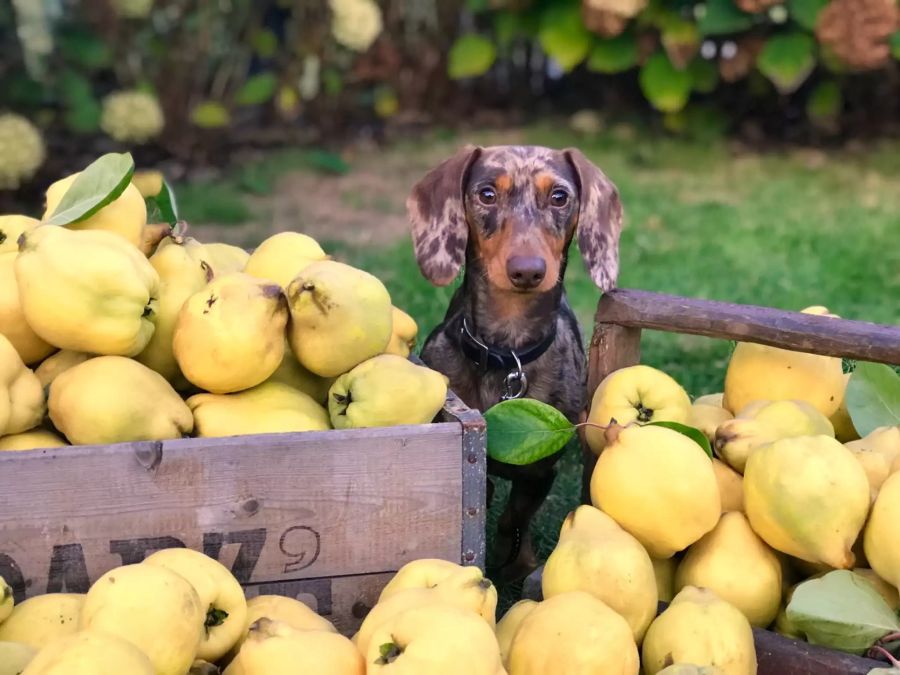 Hund und Quitten