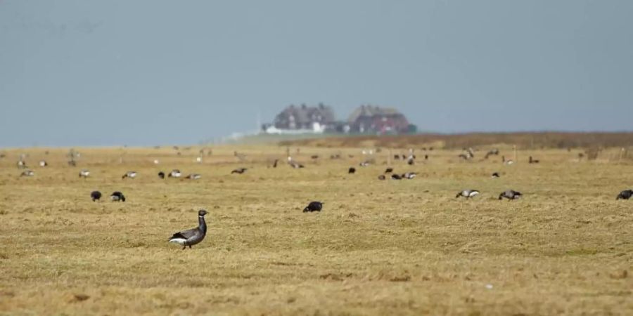 Im Nationalpark Wattenmeerregion werden Rast- und Brutvögel immer wieder durch frei laufende Hunde gestört. Foto: Gregor Fischer/dpa