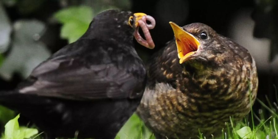 Zunehmend seltener, aber doch immer noch recht häufig in Schweizer Gärten zu sehen: die Amsel. (Archivbild)