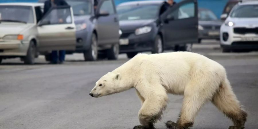 Eisbär