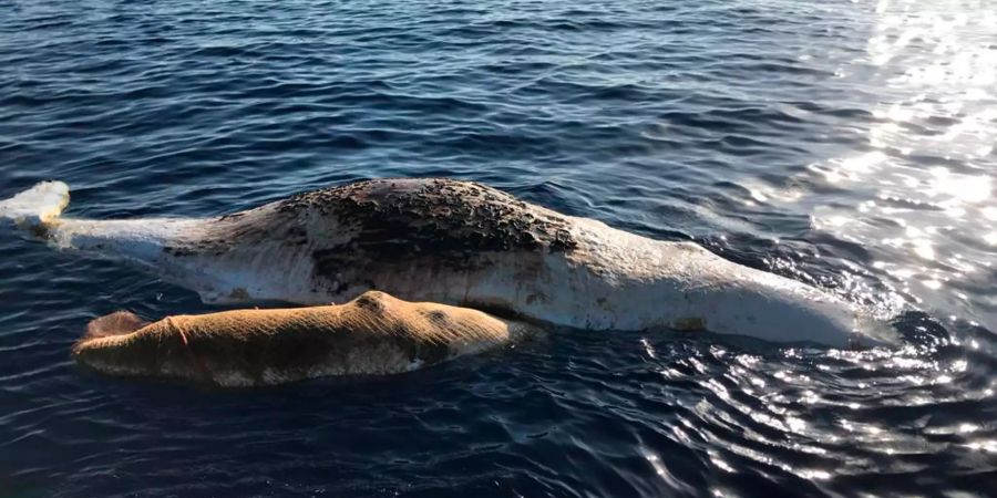 Tote Pottwale im Mittelmeer