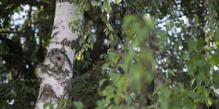 Ein Nachbarschaftsstreit um drei grosse Birken an der Grenze zweier Grundstücke wurde am Bundesgerichtshof verhandelt. Foto: Marijan Murat/dpa