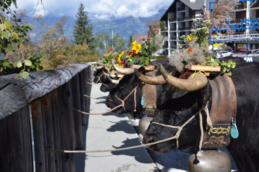 Im Walliser Val D’Anniviers haben Alpabzüge eine grosse Tradition.