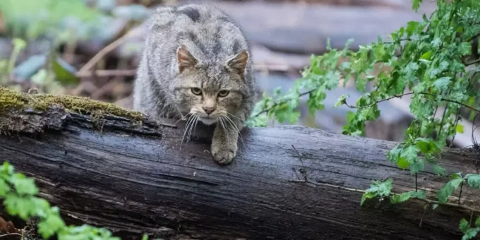 Die Europaische Wildkatze Ist Das Tier Des Jahres