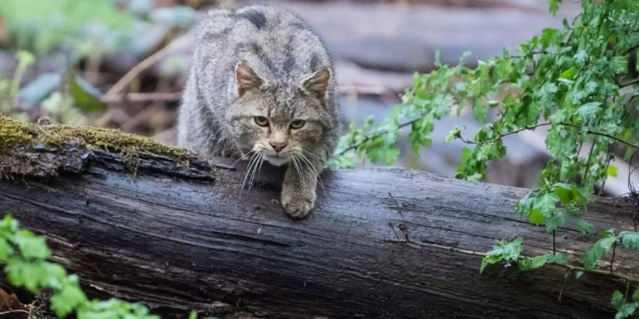 europäische wildkatze