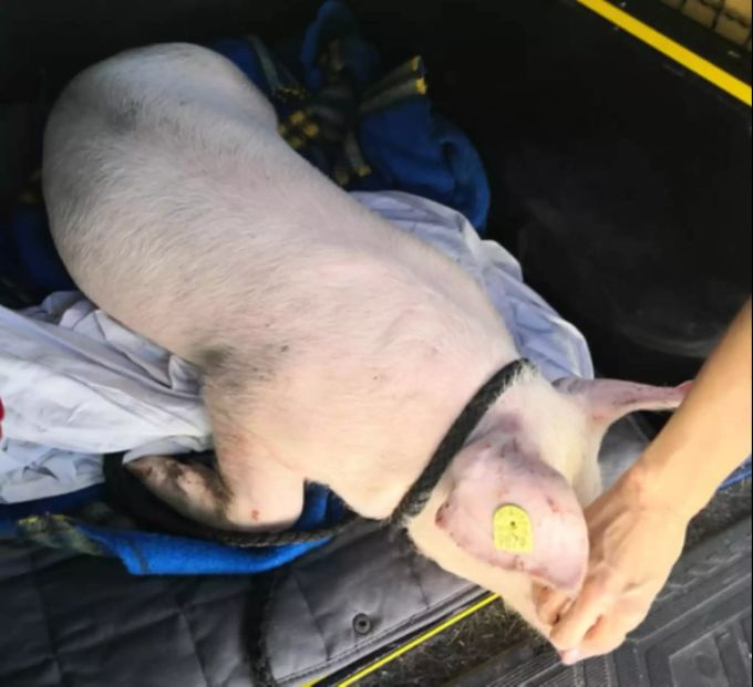 Noch ist nicht klar, warum das Tier aus dem Transporter stürzte. Schwein