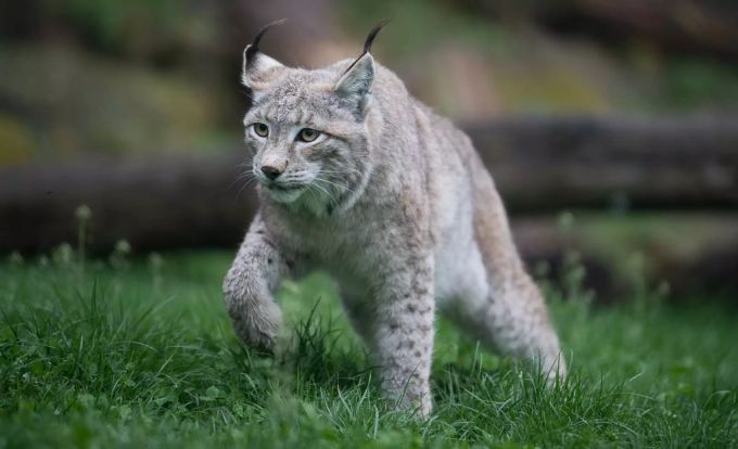 Gegen Luchs, Wolf und Bär: Die Initiative «Für ein Wallis ohne Grossraubtiere» kommt an die Urne. Wallis