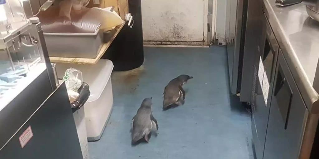 Pinguine zweimal aus Sushi-Laden entfernt