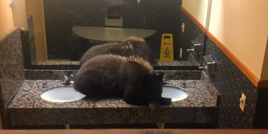 bär