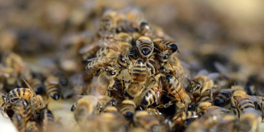 70-Jähriger von tausenden wütenden Bienen attackiert