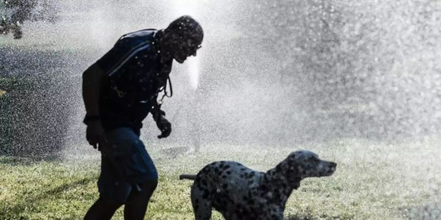 Abkühlung: Ein Mann und ein Hund laufen im Tiergarten unter der Wasserfontäne eines Rasensprengers hindurch. Foto: Paul Zinken