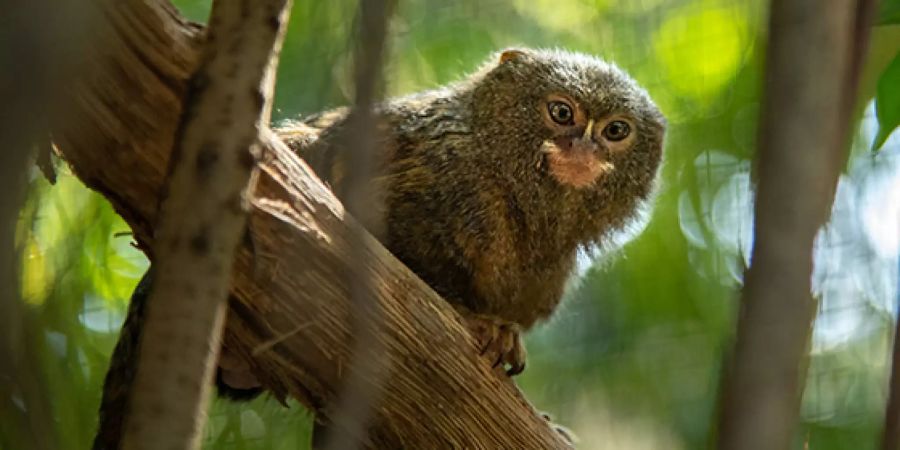 Ein Zwergseidenaffe sitzt auf einem Ast in seinem Gehege im Tierpark Dählhölzli in Bern.