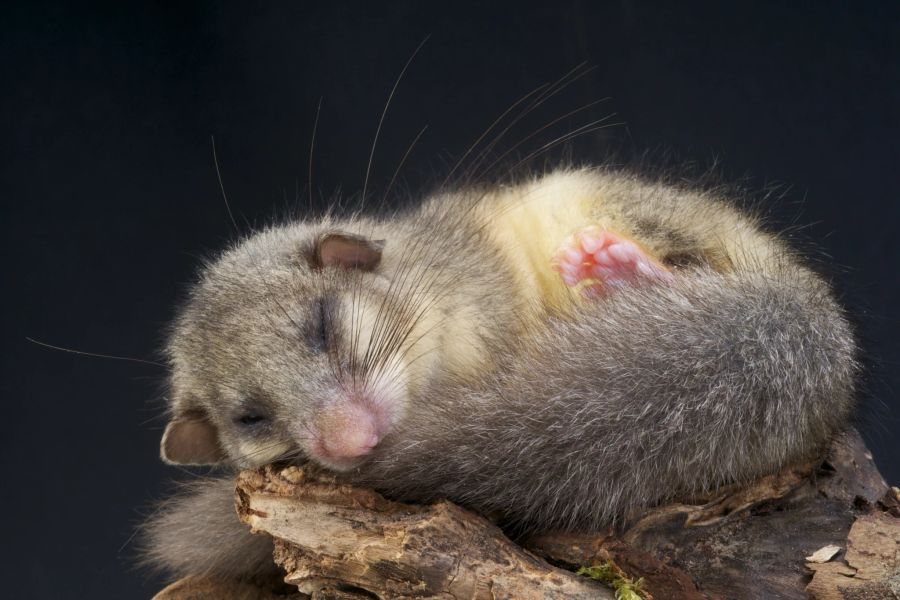 Das Gehirn schlafender Mäuse liefert neue Erkenntnisse zum REM-Schlaf. (Bild: iStock)