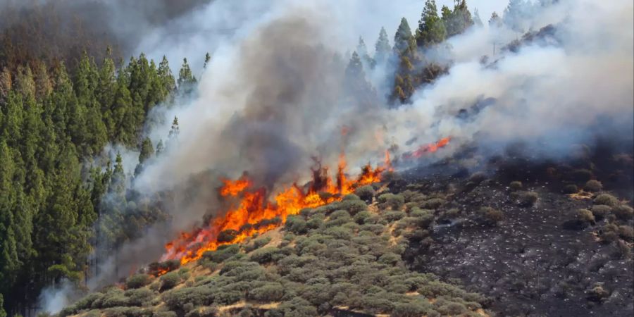 Forest fire in Gran Canaria