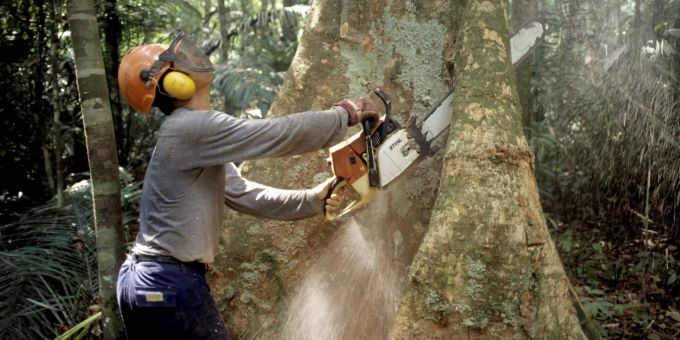 Ein Holzfäller fällt mit einer Kettensäge im Regenwald des Amazonas einen Baum. Abholzung des Regenwaldes in Brasilien