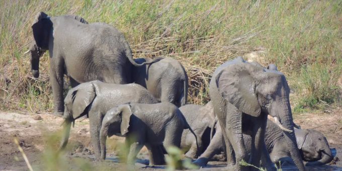 Der Export von Elefanten aus vier Ländern Afrikas für Zoos und Zirkusse ist nun verboten. Afrikanische Elefanten