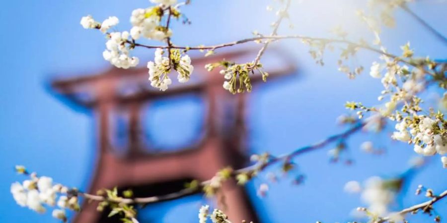 Rostiger Stahl und historische Förderbänder bilden die Kulisse - die Welterbestätte Zeche Zollverein ist inzwischen ein beliebter Ort für Hochzeiten. Foto: Marcel Kusch