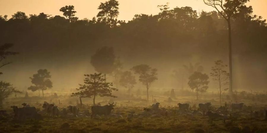 Der Regenwald weicht Weiden im brasilianischen Amazonasgebiet in Mato Grosso. Weltweit sind einer Studie zufolge im vergangenen Jahr zwölf Millionen Hektar an Tropenwald verloren gegangen. Foto: Thiago Foresti/AAAS