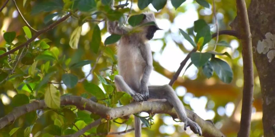 Ein Südlicher Hanuman-Langur eine der Affenarten, die auf Sri Lanka leben. Foto: O. Wedage/Max-Planck-Institut