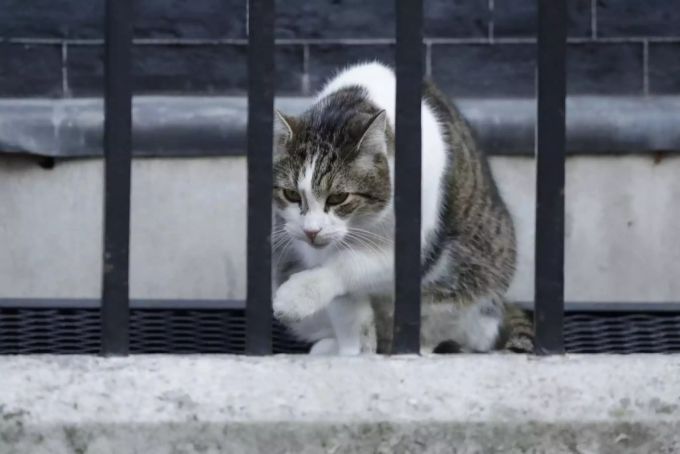 Regierungskater Larry zog während der Amtszeit von David Cameron in die Downing Street 10 ein. Theresa May