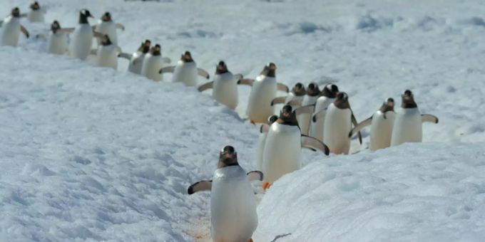 Die achtteilige Dokumentation «Unser Planet» zeigt die mannigfaltige Tierwelt. Netflix «Unser Planet»