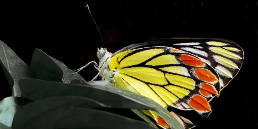 Auch der Delias eucharis Schmetterling ist nicht ausreichend geschützt.